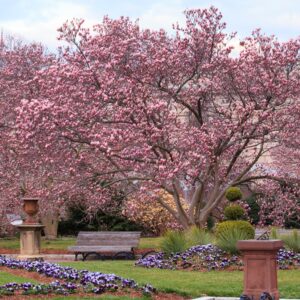 magnolia-jane