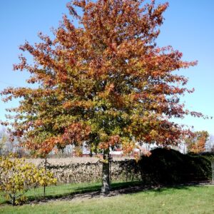 pin-oak-quercus-palustris